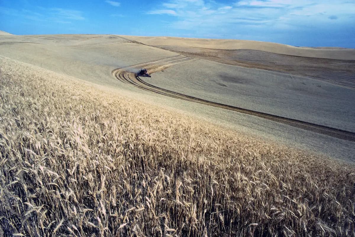 A combine harvesting rolling hills of golden wheat under a blue sky